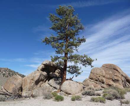 Image of Jeffrey Pine