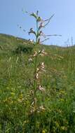 Image of Himantoglossum caprinum (M. Bieb.) Spreng.