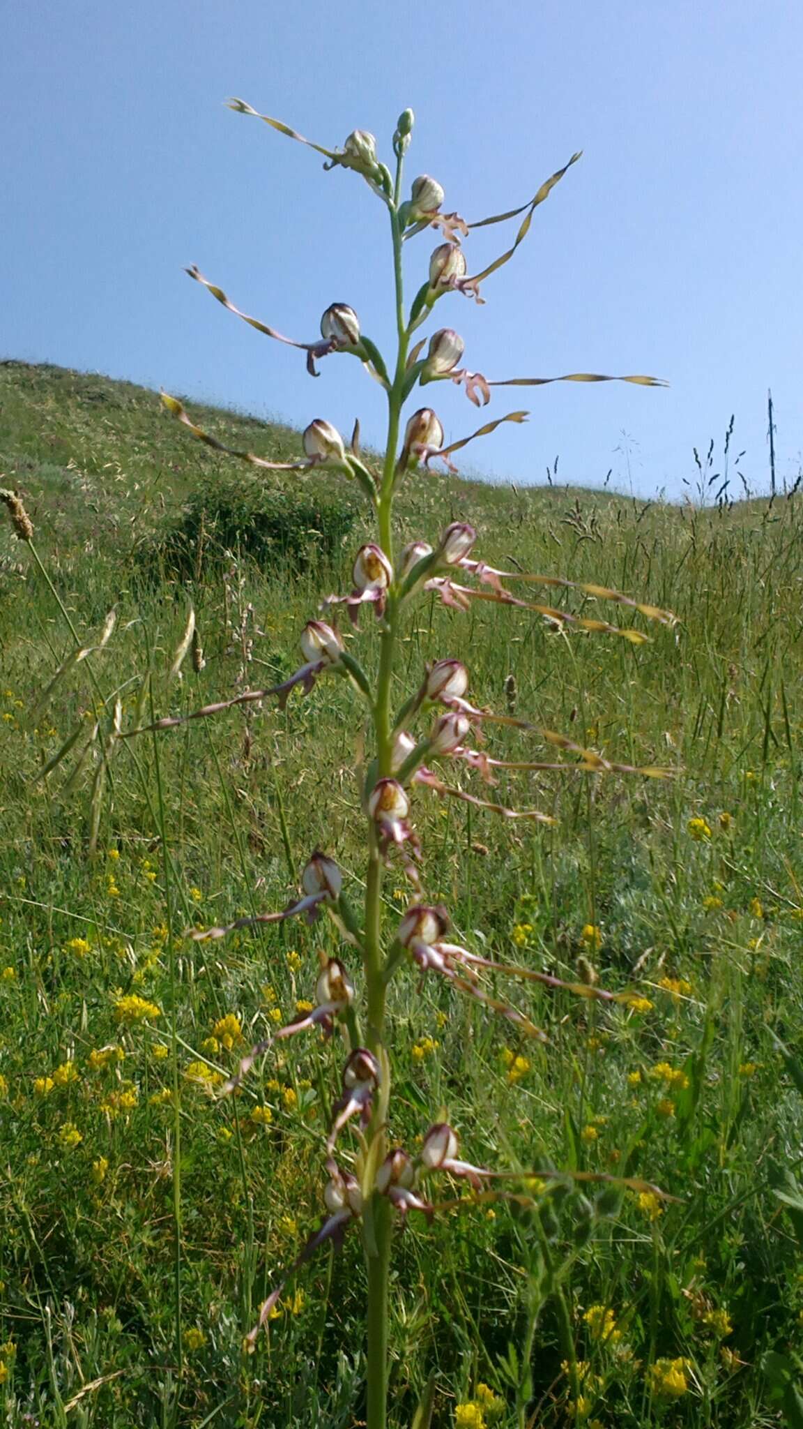 Image of Himantoglossum caprinum (M. Bieb.) Spreng.