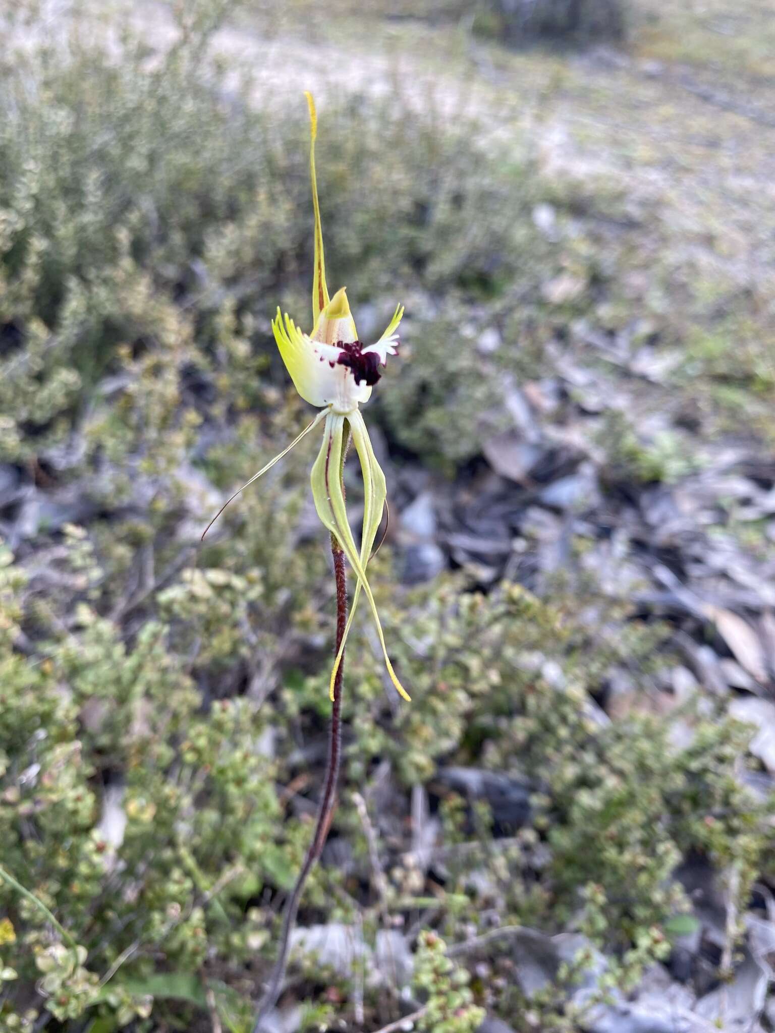 Image of Rigid spider orchid