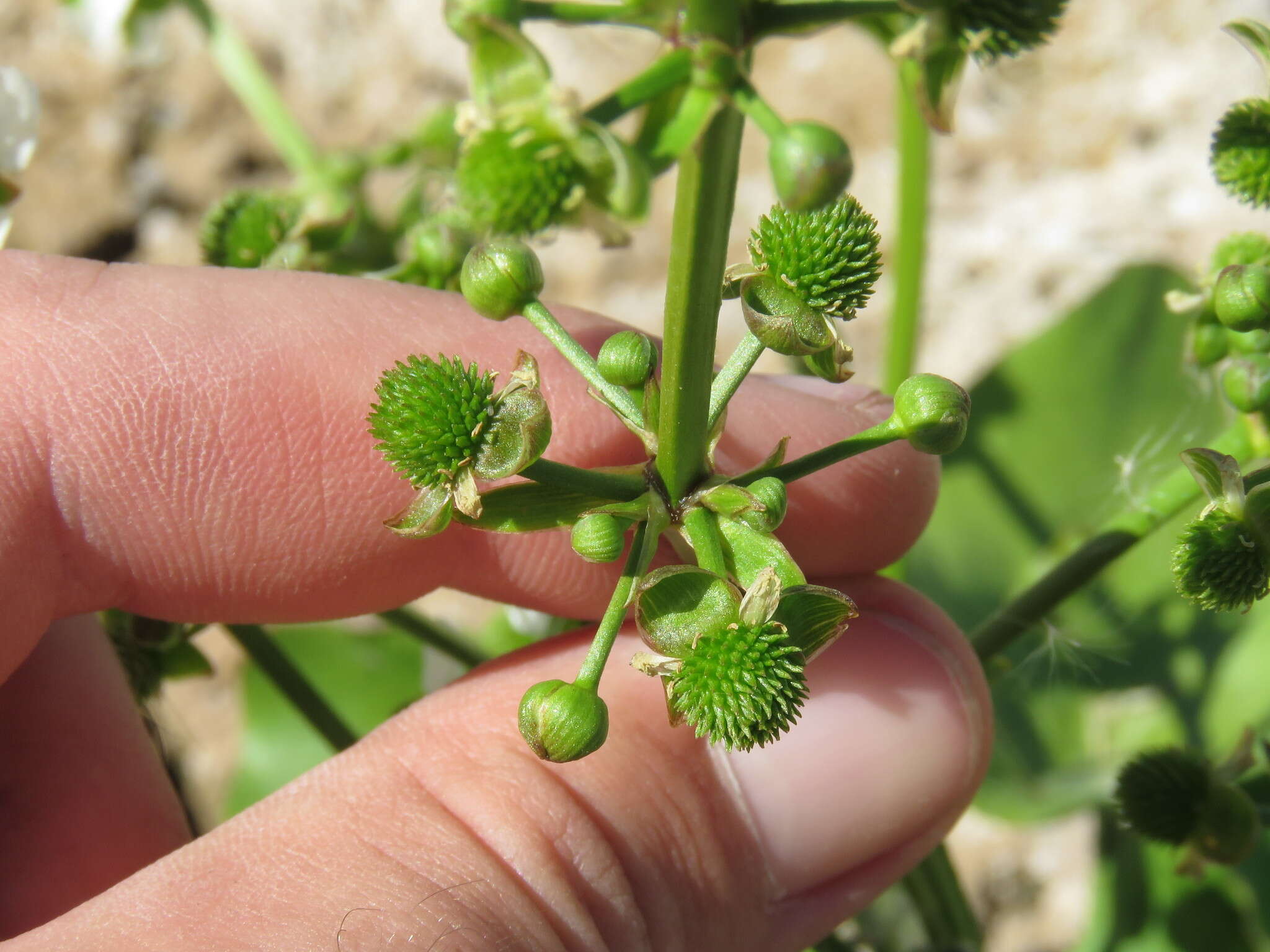 Imagem de Echinodorus berteroi (Spreng.) Fassett