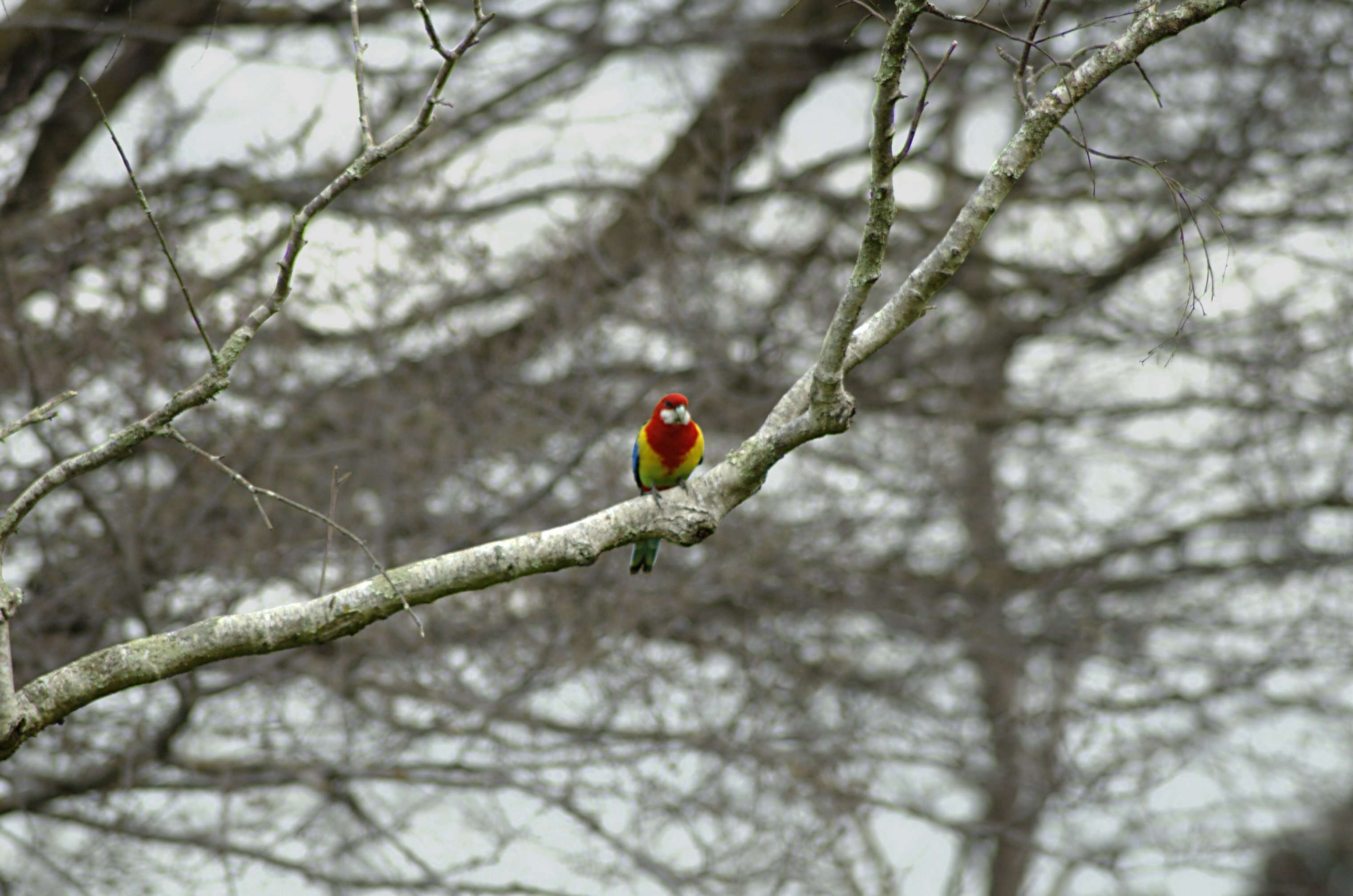 Image of Eastern Rosella