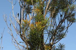 Image of northern banksia