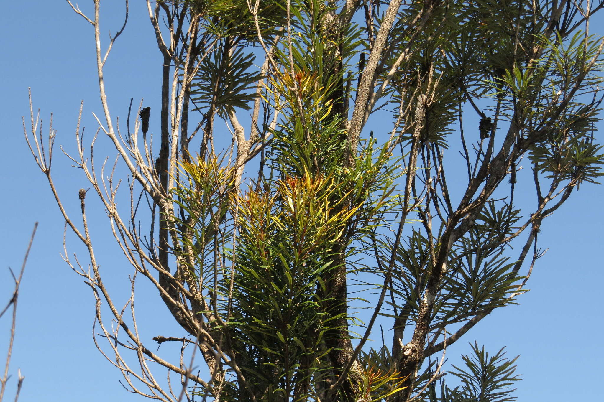 Image of northern banksia