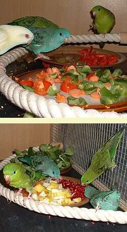 Image of Barred Parakeet