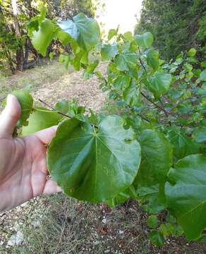 Image of Texas redbud