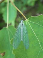 Image of Green lacewing