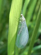 Image of Green lacewing