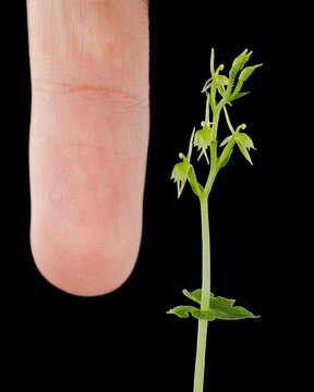 Image of Acianthus amplexicaulis (F. M. Bailey) Rolfe