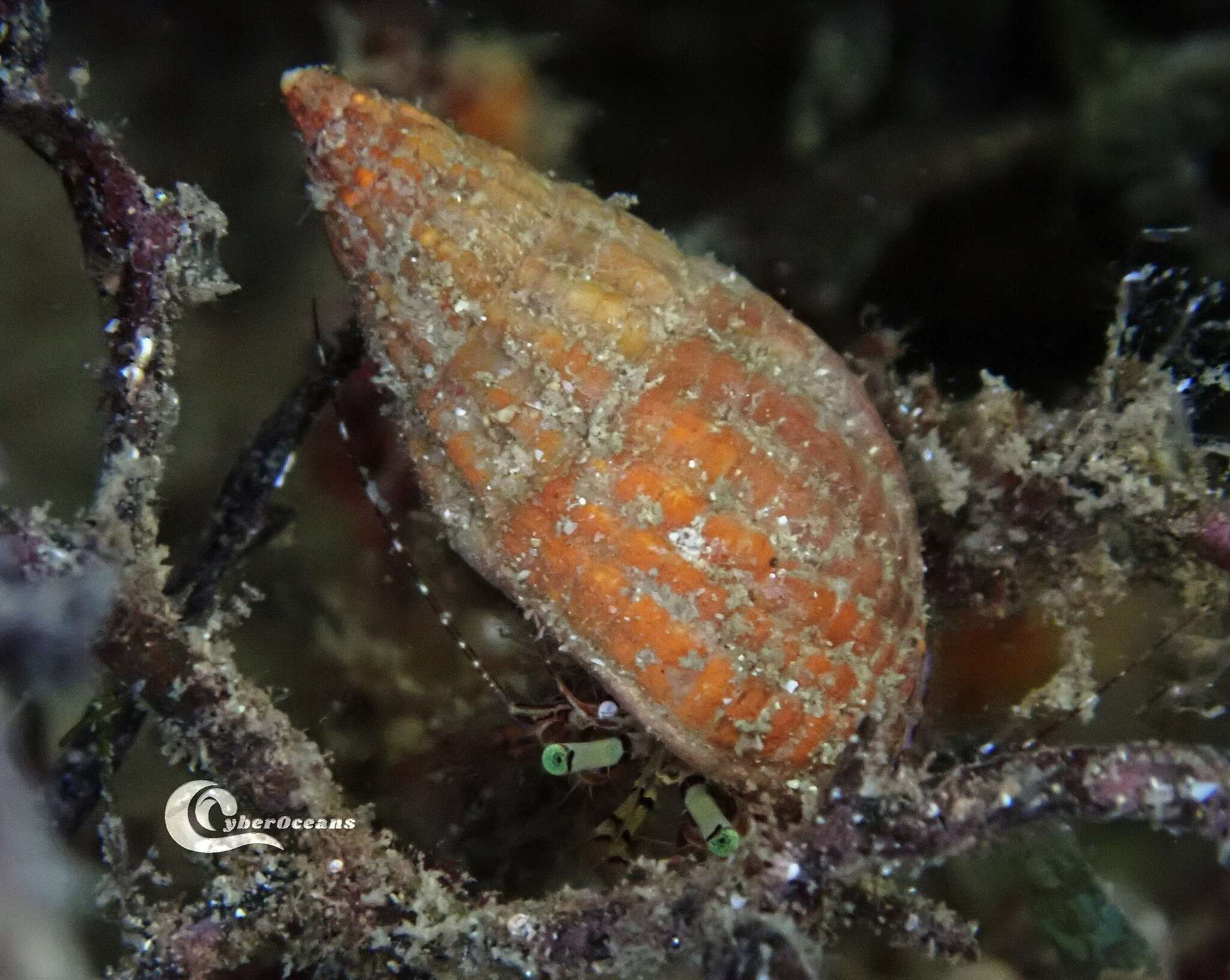 Image of rocky-shore hermit crab