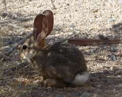 Image of Audubon's Cottontail