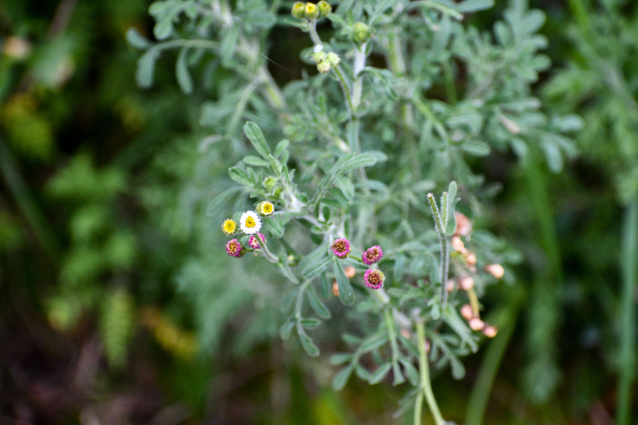 Image of Erigeron apiculatus Benth.