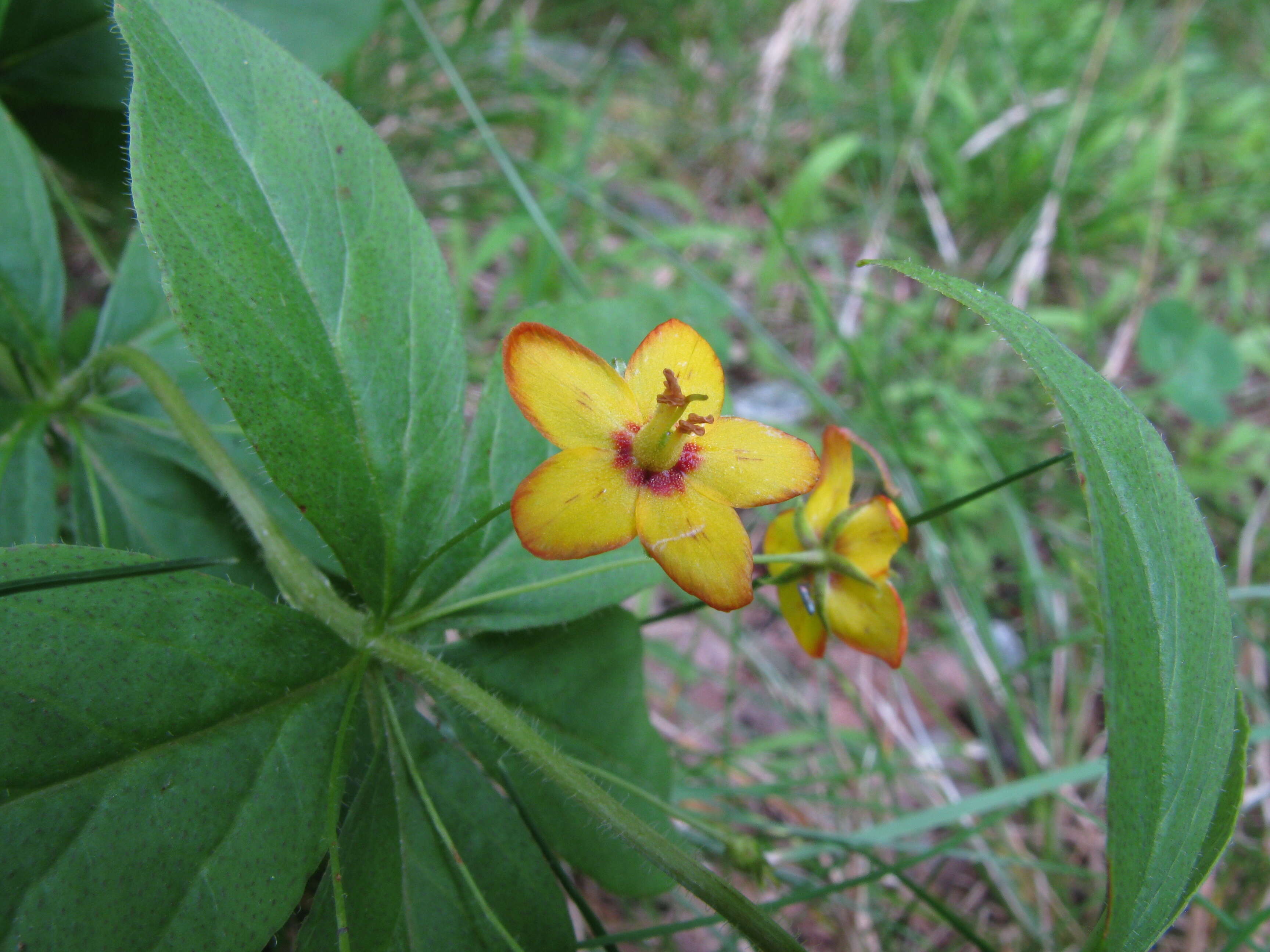 Image of whorled yellow loosestrife