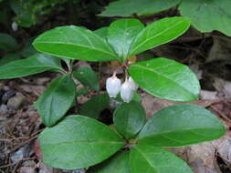 Image of eastern teaberry