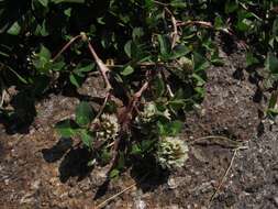 Image of Western Clover