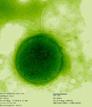Image of Thermococcus