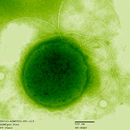 Image of Thermococcus