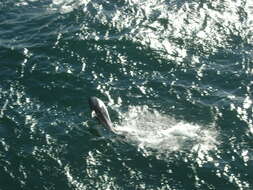 Image of Blackchin Dolphin