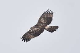 Image of Barred honey buzzard