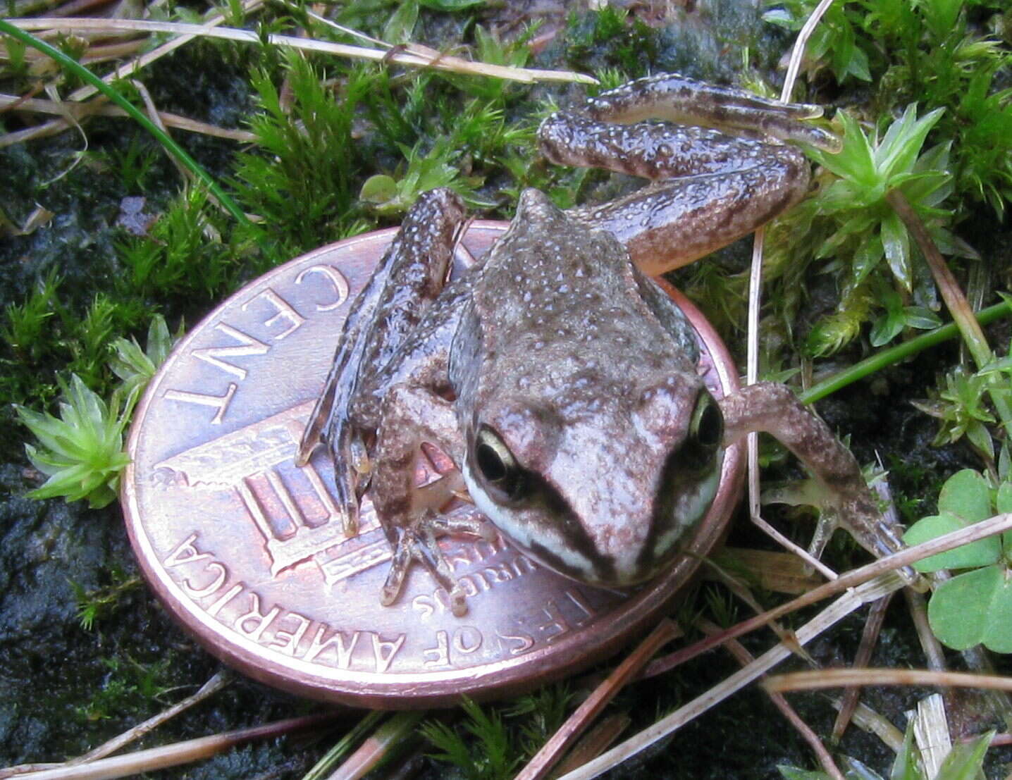 Sivun Lithobates sylvaticus (Le Conte 1825) kuva