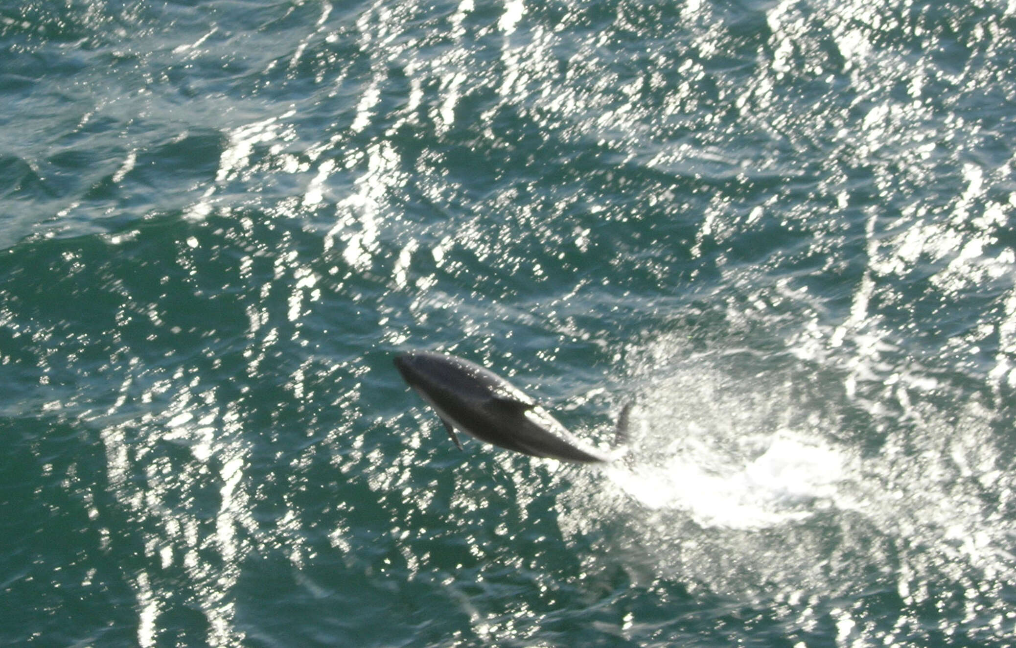 Image of Blackchin Dolphin