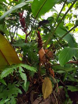 Image of Heliconia lophocarpa G. S. Daniels & F. G. Stiles