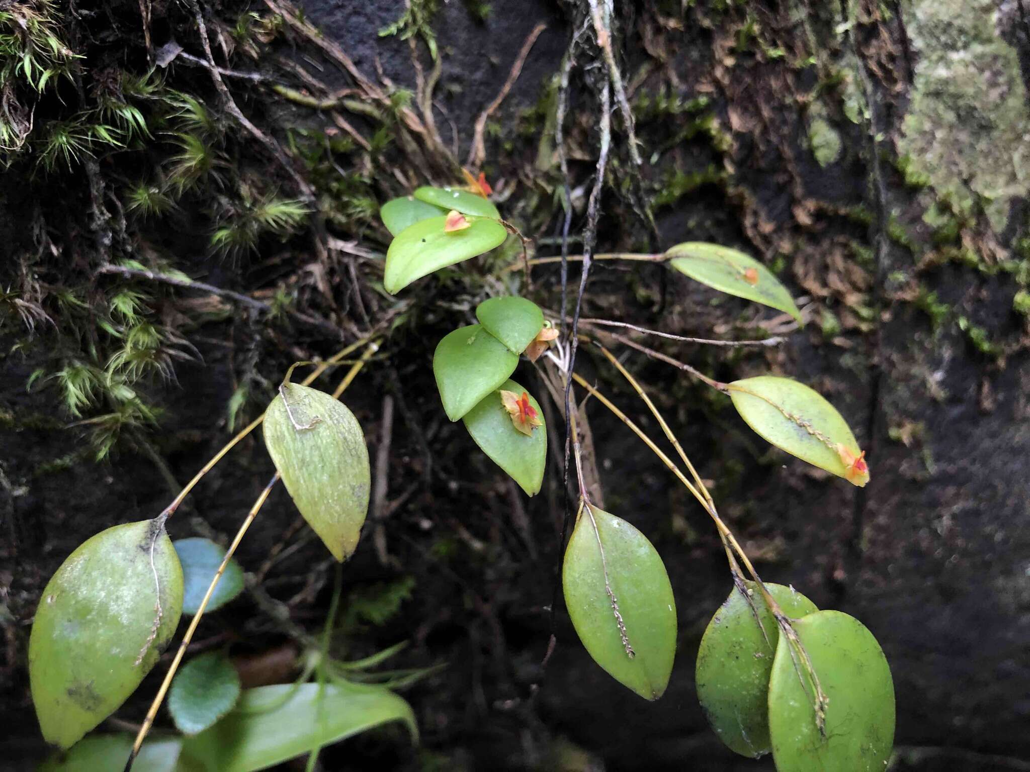 Image of rock babyboot orchid