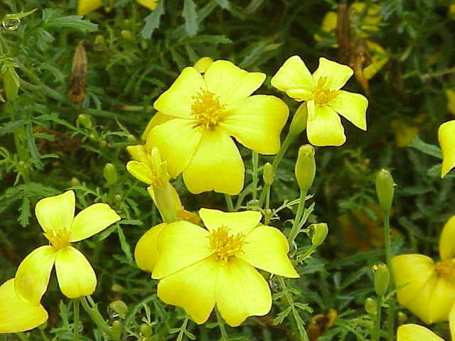 Tagetes tenuifolia Cav. resmi