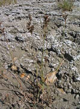 Juncus saximontanus A. Nelson resmi