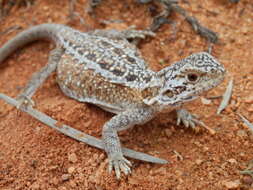 Image of Western netted dragon