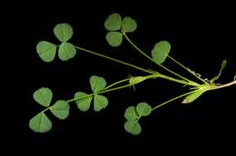 Image of Mediterranean medick