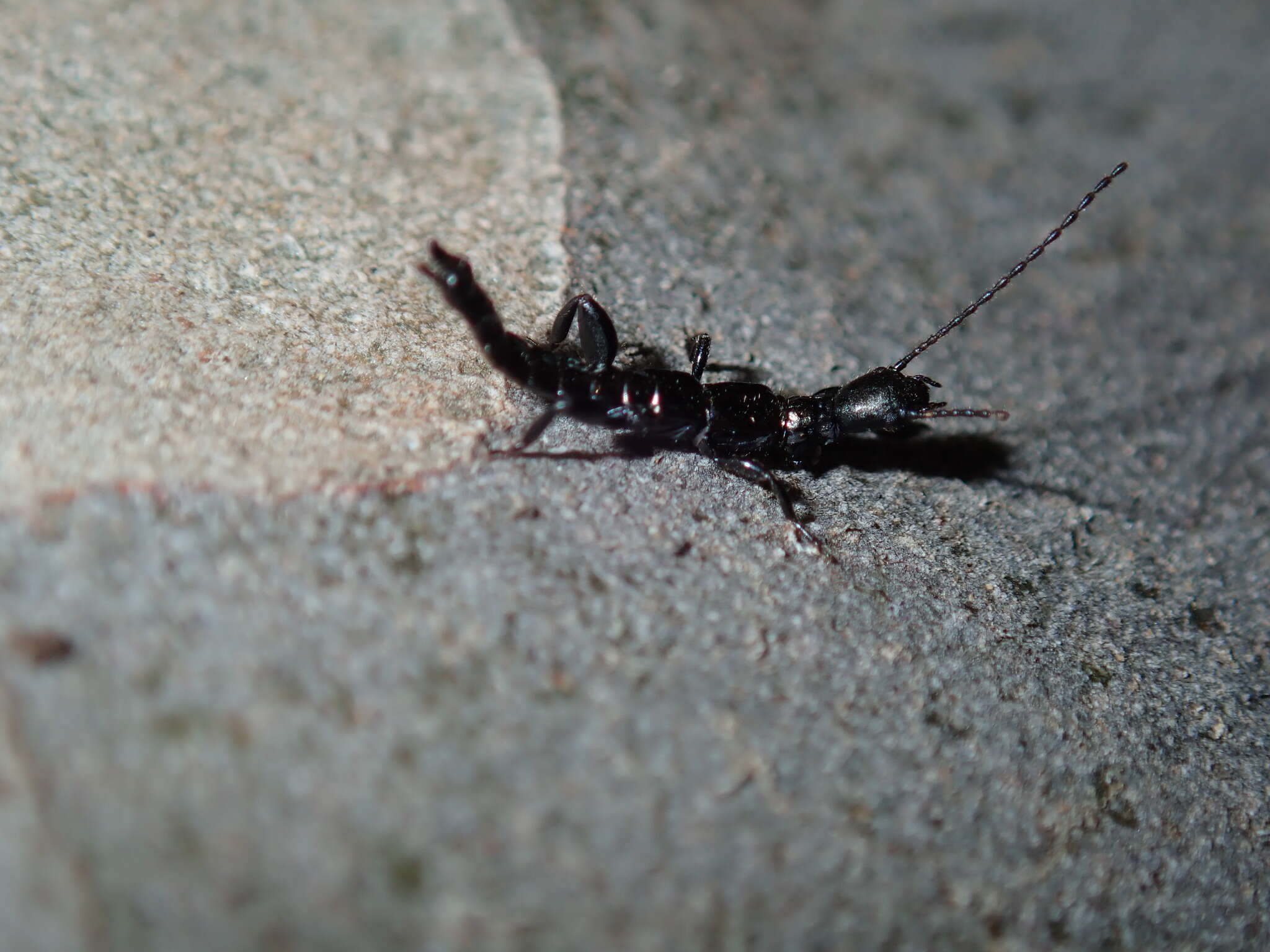 Image de Notoligotoma nitens Davis 1936