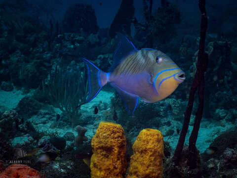 Image of Triggerfish