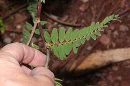 Imagem de Astragalus garbancillo Cav.