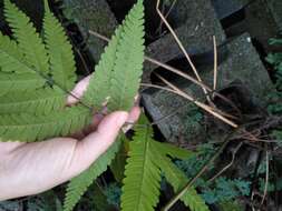 Imagem de Pteris khasiana subsp. fauriei (Hieron.) Fraser-Jenk.