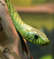 Dendroaspis viridis (Hallowell 1844) resmi