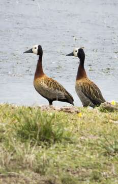 Image of White-faced Whistling Duck