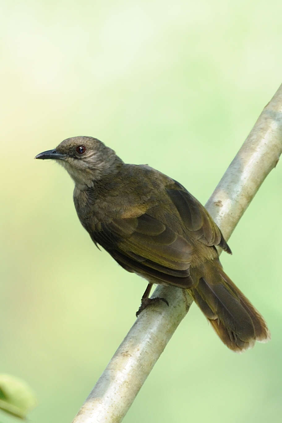 Image of Olive-winged Bulbul