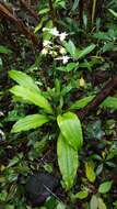 Image of Calanthe sylvatica (Thouars) Lindl.