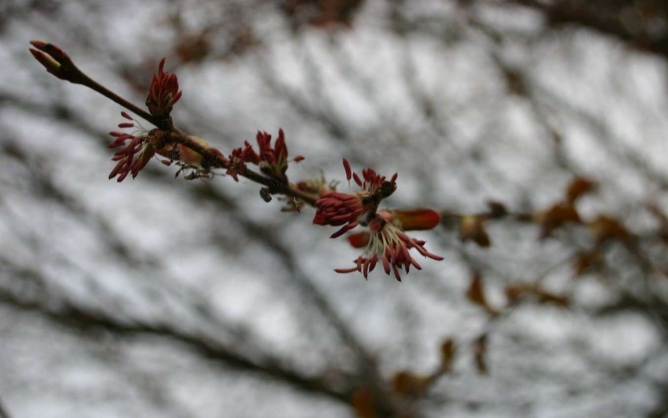 Image of katsura tree family