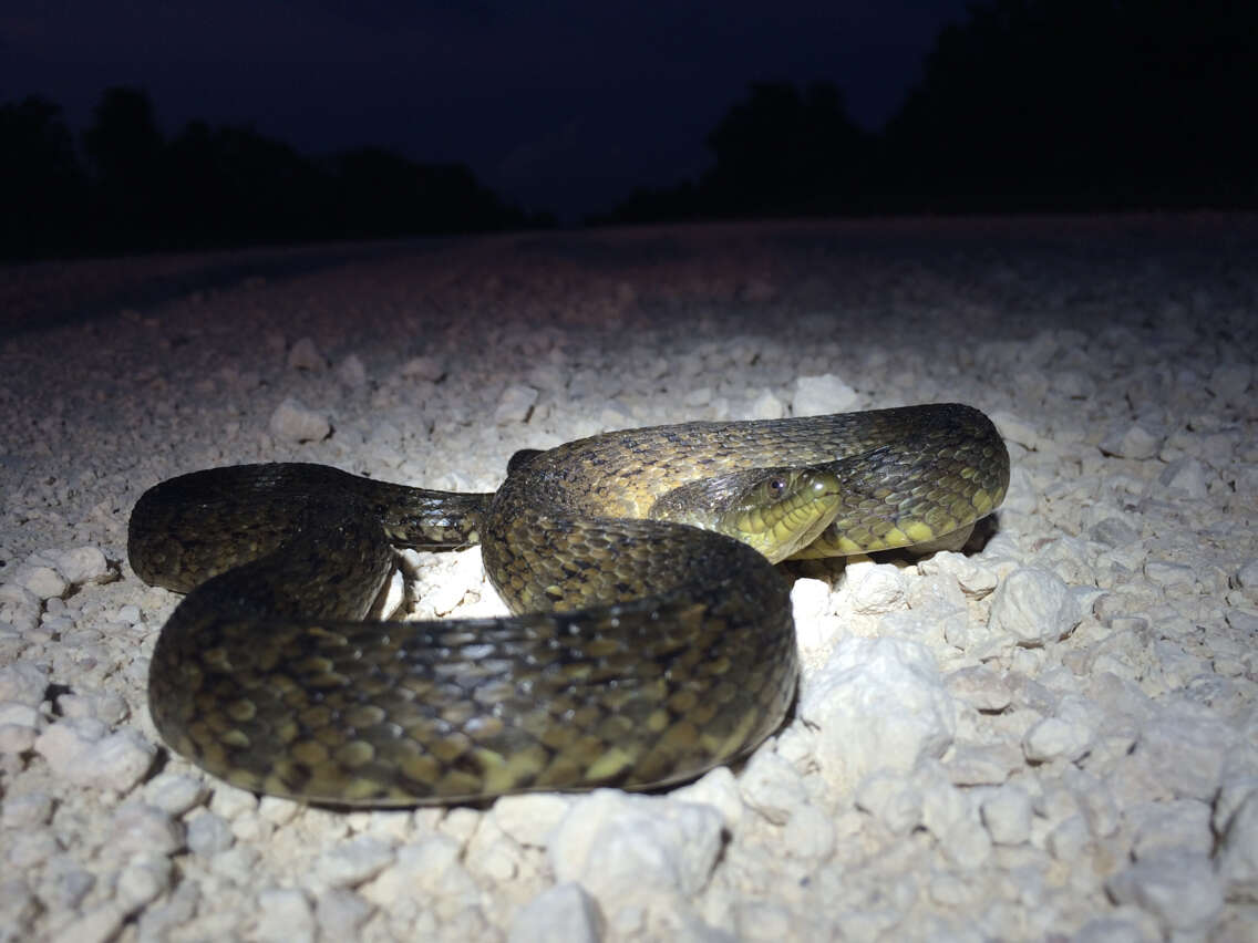 Image of Mississippi Green Water Snake