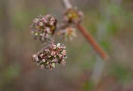 Image of Wych elm