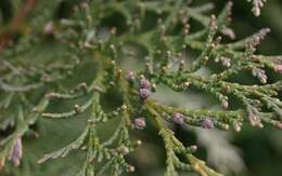 Image of Lawson's Cypress