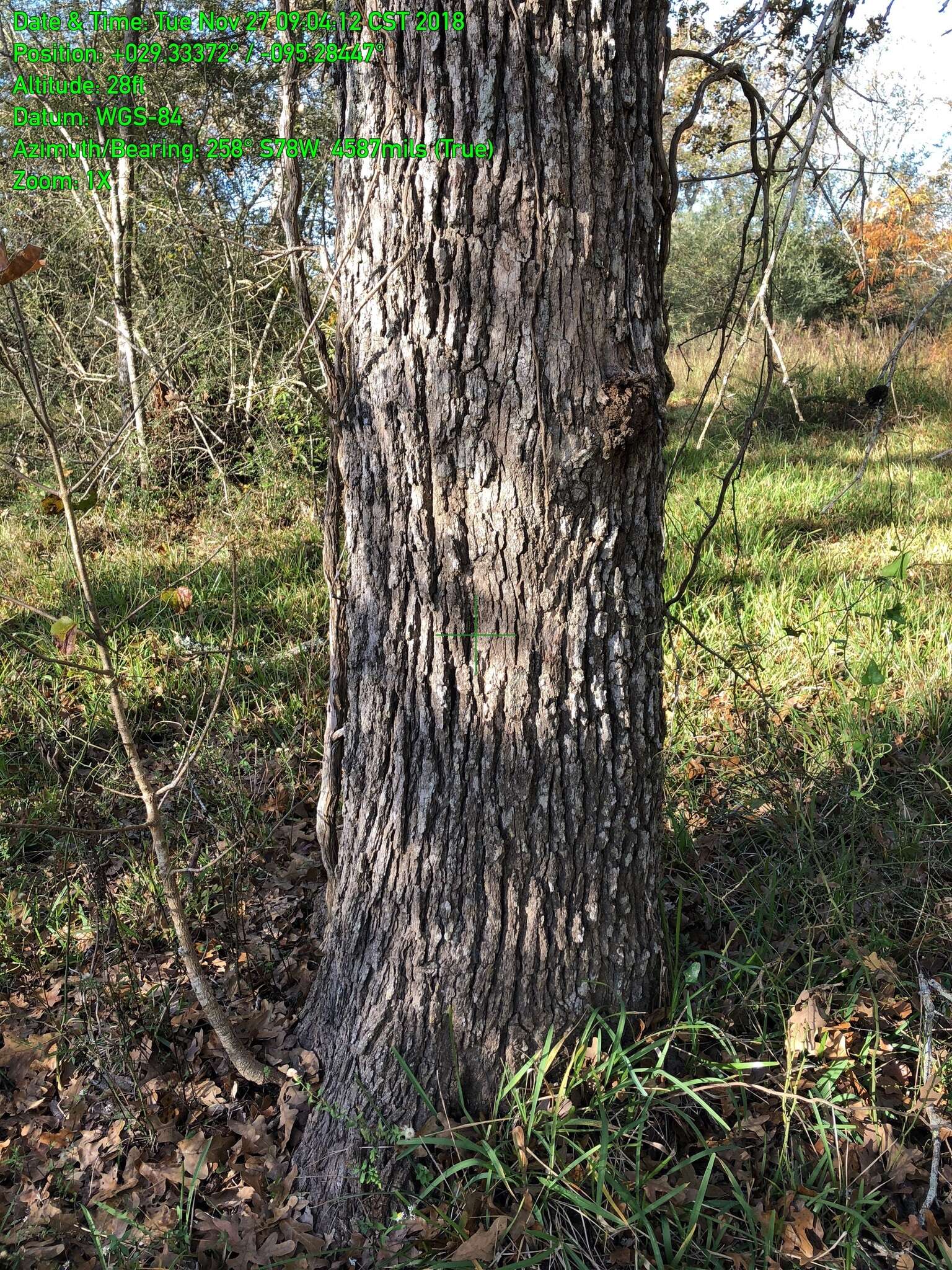 Image of Delta Post Oak