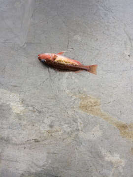 Image of Greenstriped rockfish