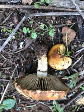 Image of Pholiota velaglutinosa A. H. Sm. & Hesler 1968