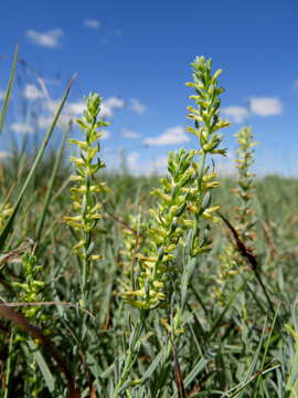 Слика од Thymelaea pubescens (L.) Meissn.