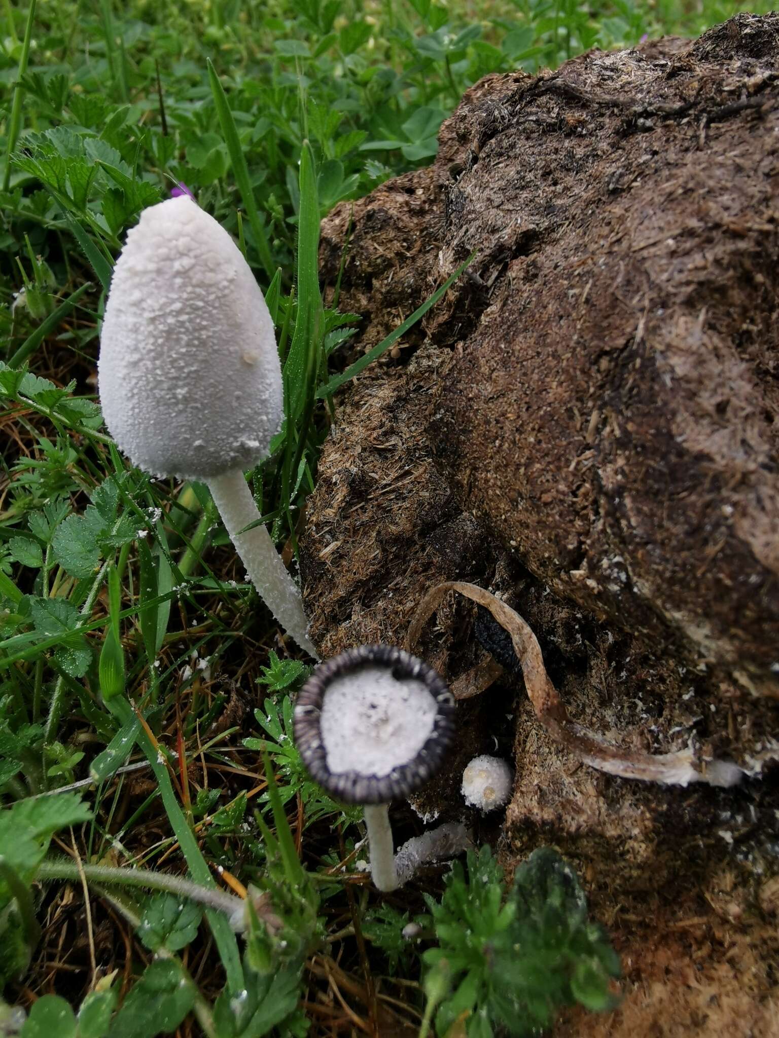 Image de Coprin blanc de neige