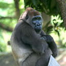 Image of Cross River Gorilla