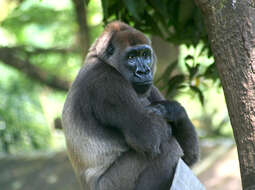 Image of Cross River Gorilla